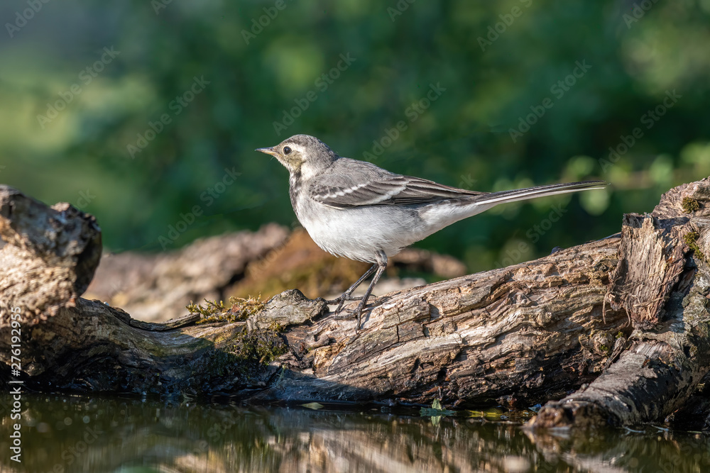 Beautiful nature scene with White wagtail (Motacilla alba) Beautiful nature scene with White wagtail (Motacilla alba)