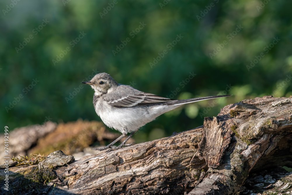 Beautiful nature scene with White wagtail (Motacilla alba) Beautiful nature scene with White wagtail (Motacilla alba)