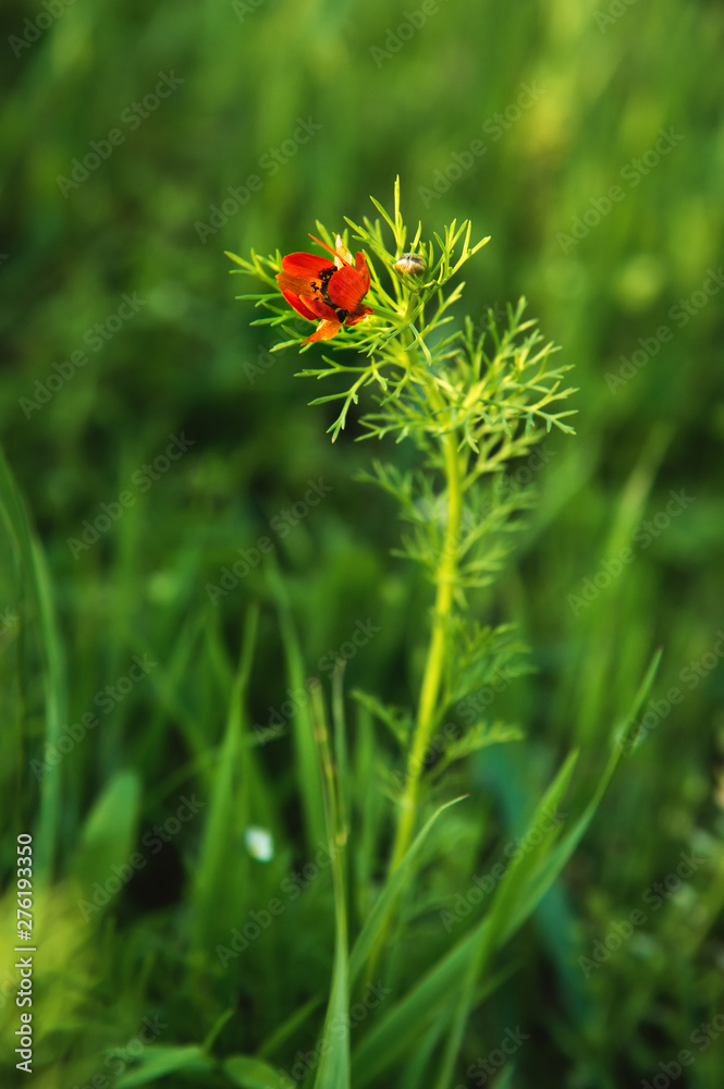 Flower head of a small field poppy at sunset in green grass close-up with sun glare Flower head of a small field poppy at sunset in green grass close-up with sun glare
