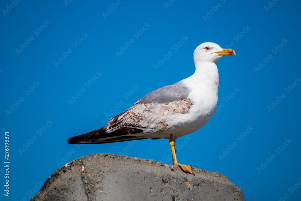 Fototapeta premium Seagull standing on a stone on shore of black sea