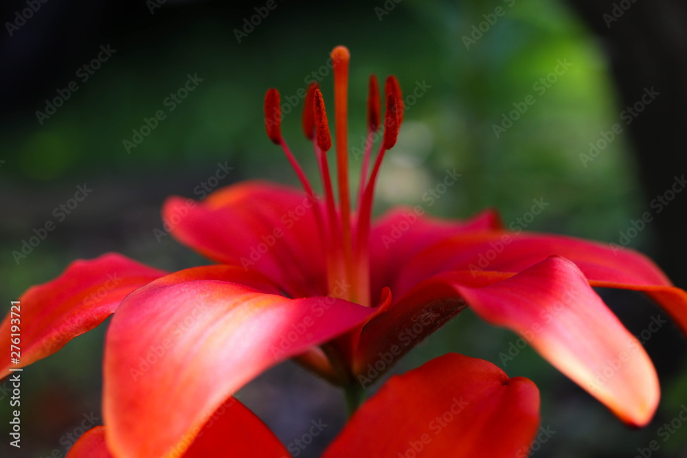 closeup of red flower closeup of red flower