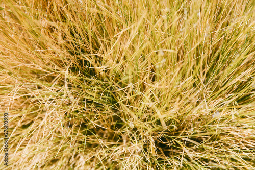 Closeup of the desert plant