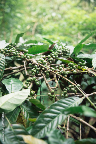 Green grains of coffee on t...