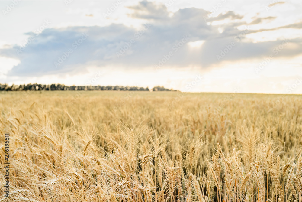 Wheat field. Ears of golden wheat close up. Beautiful Nature Sunset Landscape. Rural Scenery under Shining Sunlight. Background of ripening ears of wheat field. Rich harvest Concept.