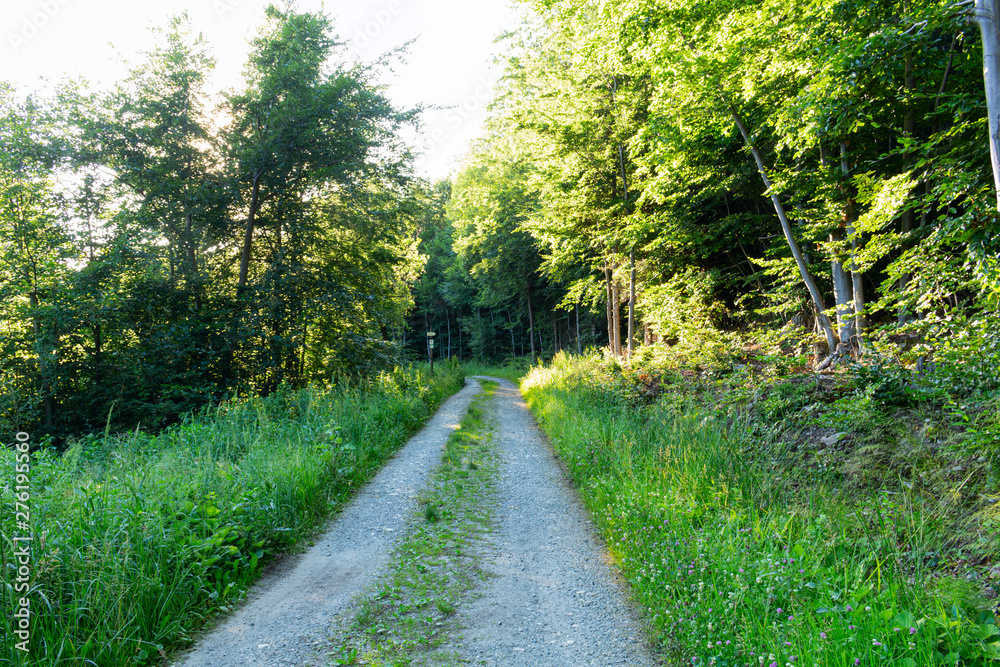 Walkway Lane Path With Green Trees in Forest. Beautiful Alley In Park. Pathway Way Through Dark Forest