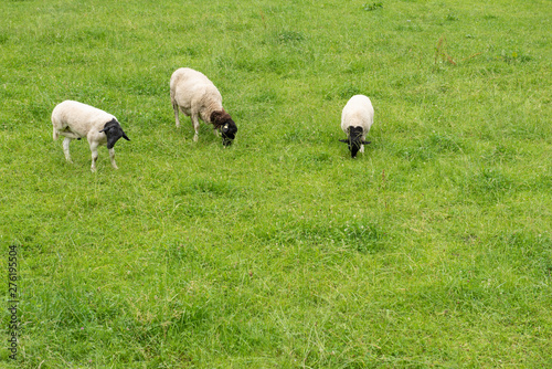 three sheep feeding on the meadow, with space for text