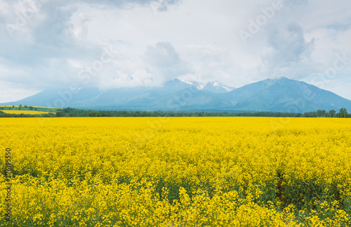 Yellow dense rapeseed field. Agricultural region in the mountains. Tatra Mountains.
