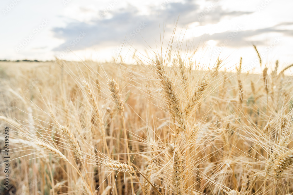 Wheat Field Ears Golden Wheat. Rich harvest Concept. Wheat Field Ears Golden Wheat. Rich harvest Concept.