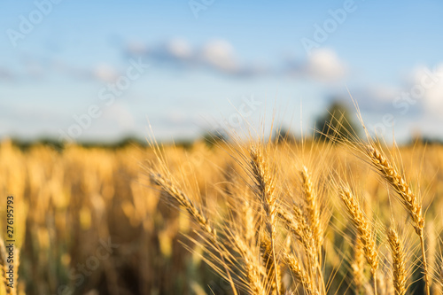 Wheat Field Ears Golden Wheat. Rich harvest Concept.