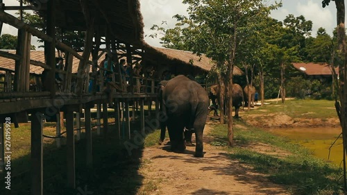 Several Elephants walking next to wooden viewing platform at ElephantsWorld - animal protection organization in Wang Dong, Kanchanaburi, Thailand photo