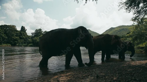 Three Elephants driving from the river whilst being in the river in Thailand, Asia photo