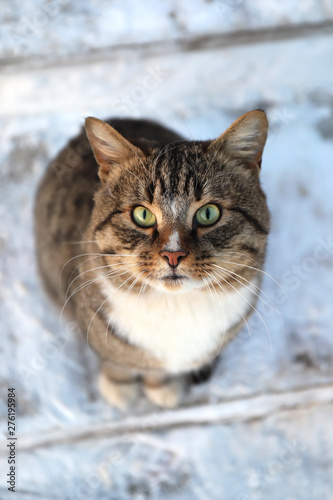 Beautiful homeless cat with green eyes at the winter street © Believein39