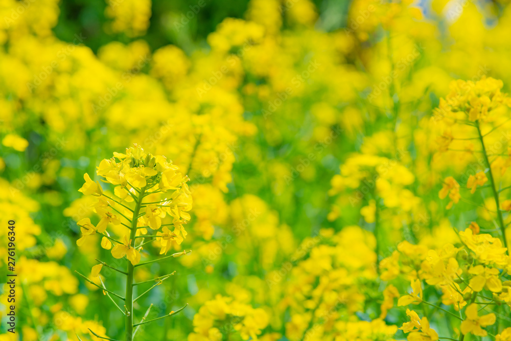 菜の花畑 菜の花畑
