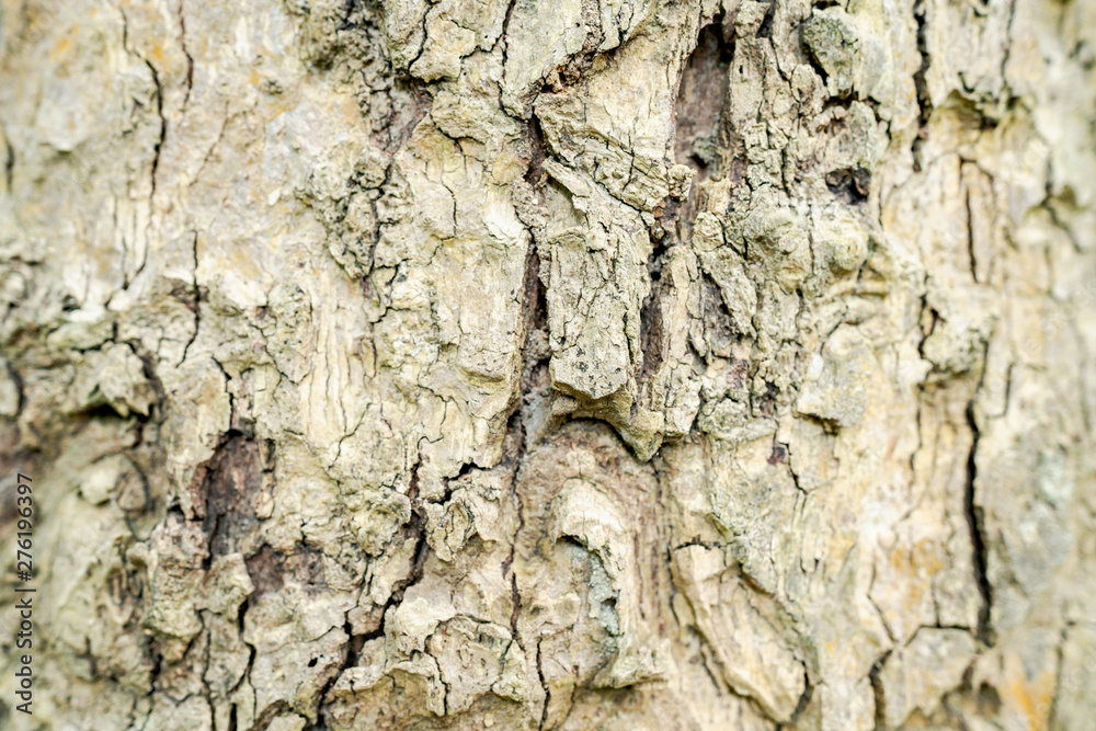 Closeup of the shell surface of the tree. See the pattern clearly Closeup of the shell surface of the tree. See the pattern clearly