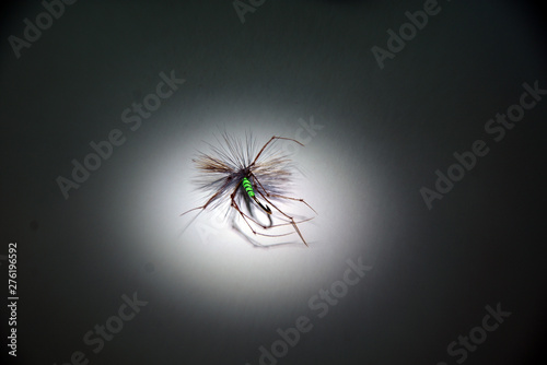 Daddy Long Legs Cranefly for fly fishing photo