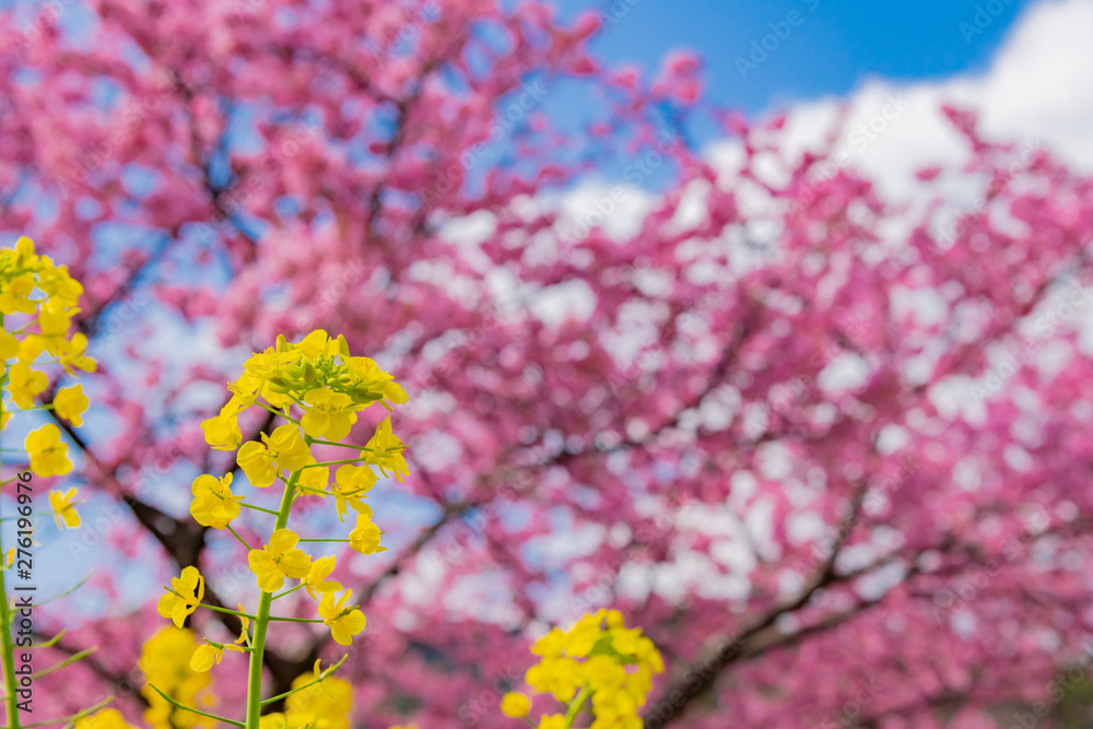 静岡県賀茂郡河津町　河津桜　河津桜まつり