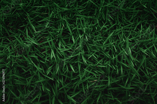 Green grass background texture. Creative layout made of green leaves. Flat lay Nature background at phuket thailand