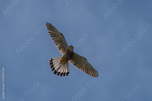 Flying male Kestrel in the blue sky © tobyphotos