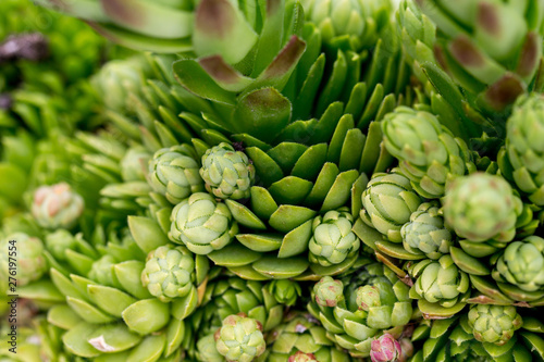 Succulent background in the park or in the garden. Natural nature. Selective focus.