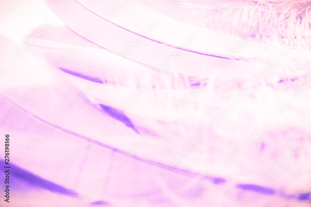 Obraz premium Beautiful abstract close up color white purple and pink feathers background and wallpaper