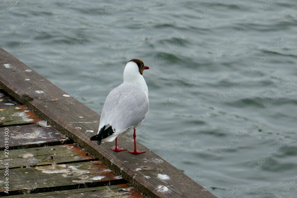 Fototapeta premium Segull sitting at the edge of the seaside