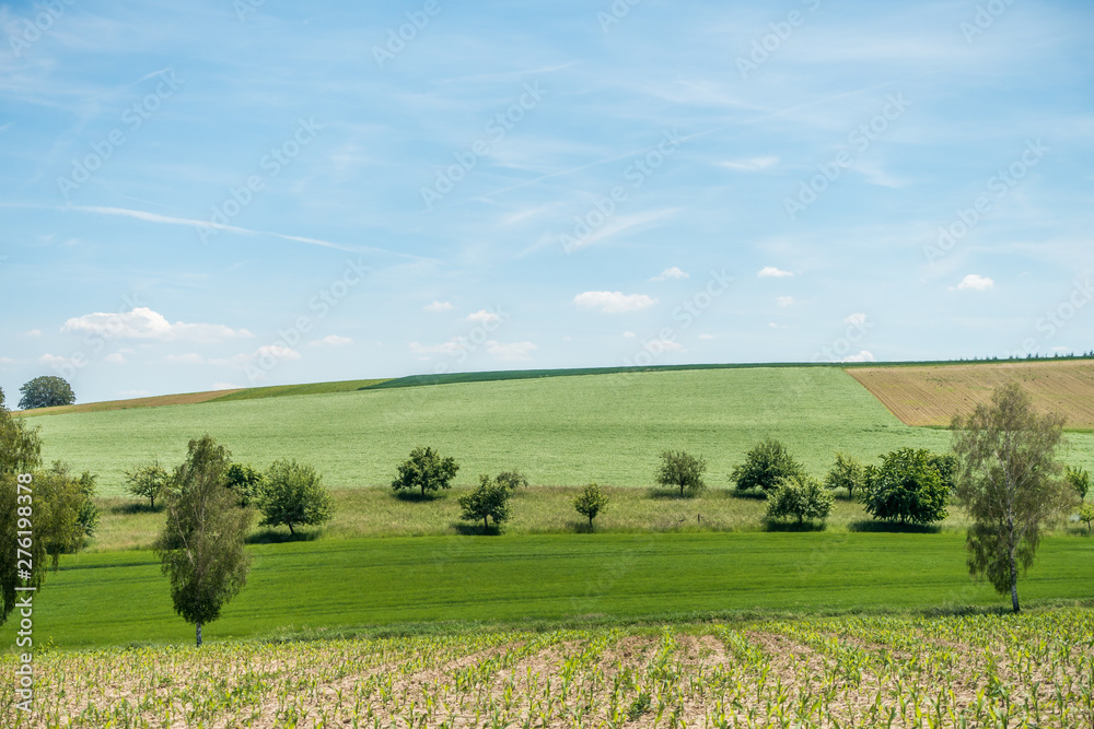 Fototapeta premium BaumGrundstück mit Obstbäumen im Sommer