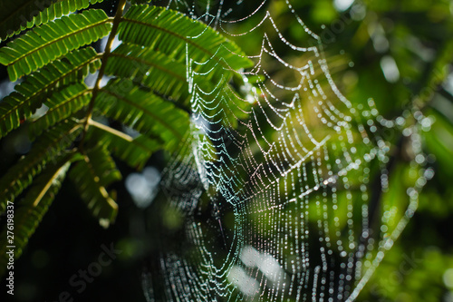 Spider vein background in the morning natural garden in Phuket Thailand