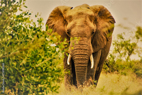 elephant kruger national park