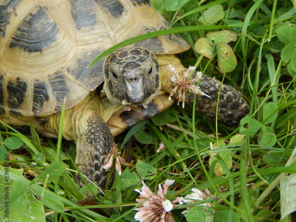Naklejka premium Turtle head closeup on grass background