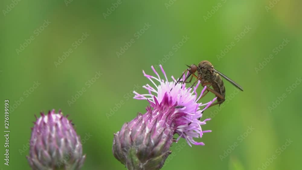 Common House Mosquito or Northern House Mosquito (Culex pipiens) drinks nectar on a purple flower, 4K video Common House Mosquito or Northern House Mosquito (Culex pipiens) drinks nectar on a purple flower, 4K video