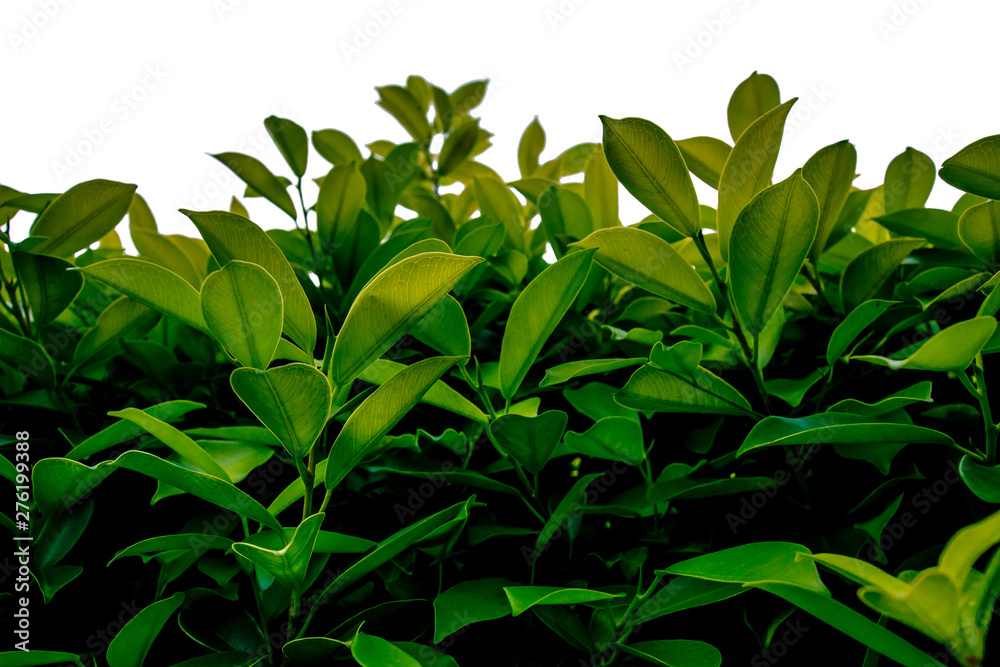 Creative layout made of green leaves. White background at phuket thailand Creative layout made of green leaves. White background at phuket thailand
