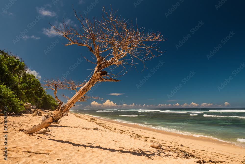 Beautiful dry tree on beach.