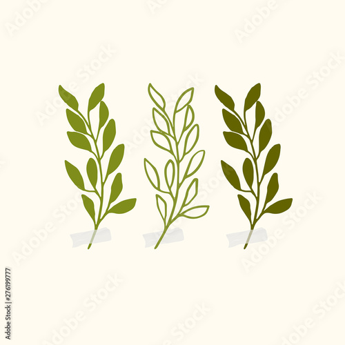 Vector botanic illustrations. Botanical clipart. Set of Green branches. Floral Herb Design elements. 