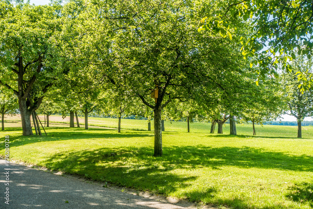 Naklejka premium BaumGrundstück mit Obstbäumen im Sommer