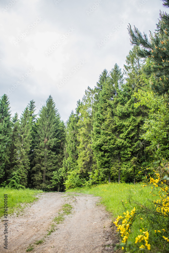 Fototapeta premium road in forest