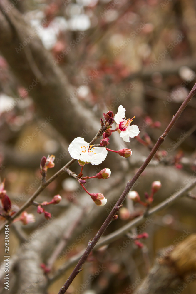 Flowers of plum tree