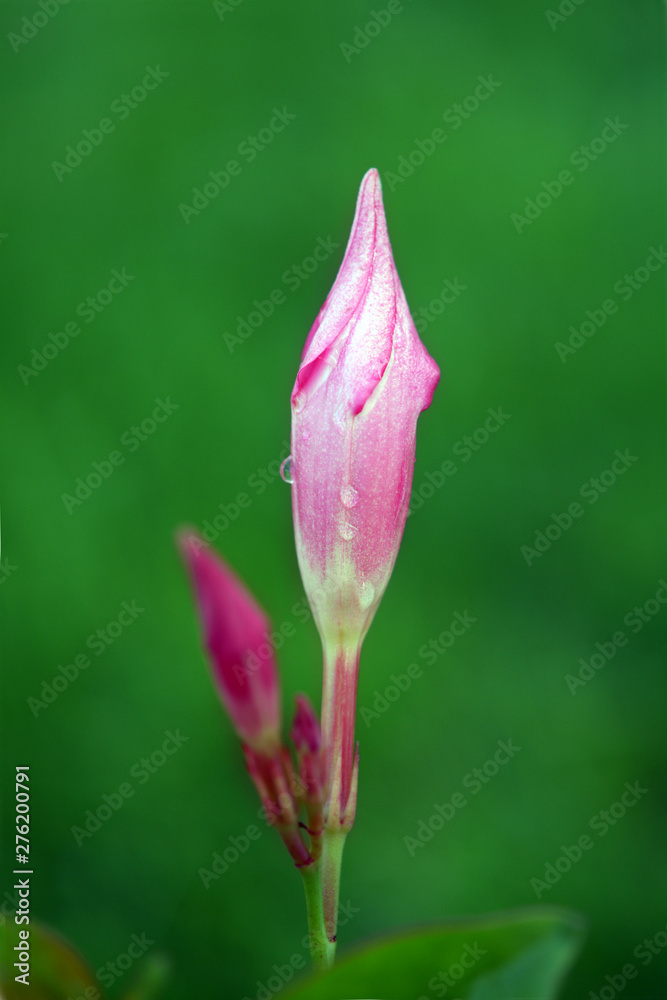 Magnenta Dipladenia flowers