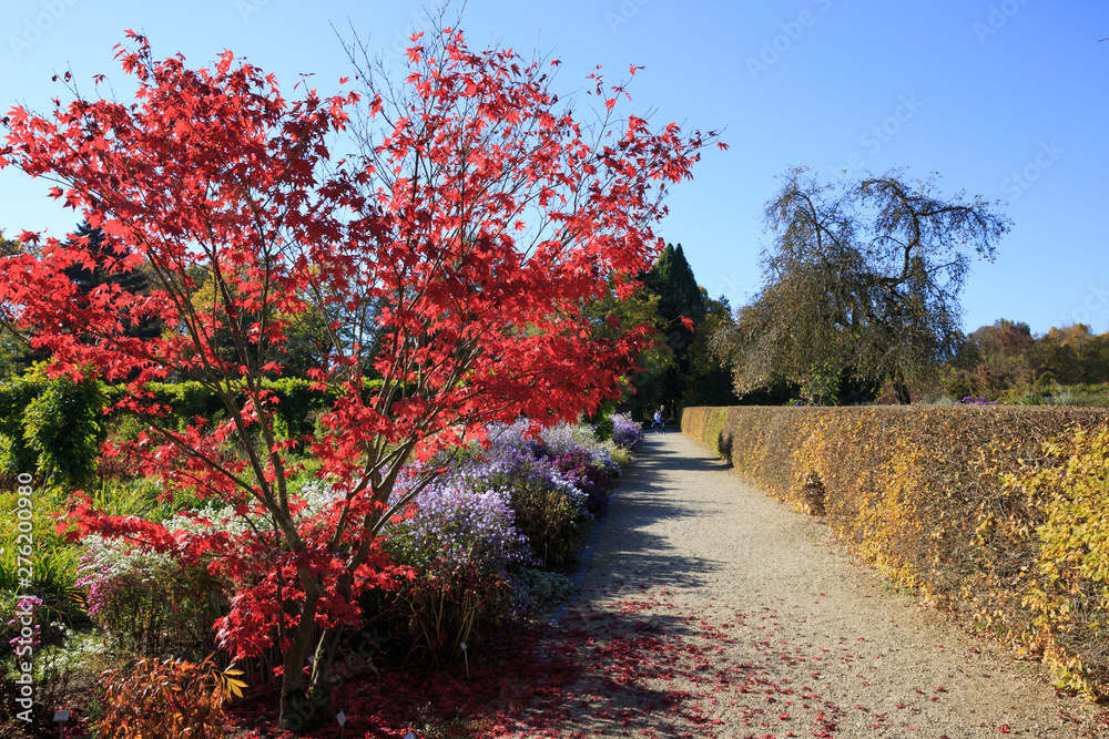 Naklejka premium Park rot Baum