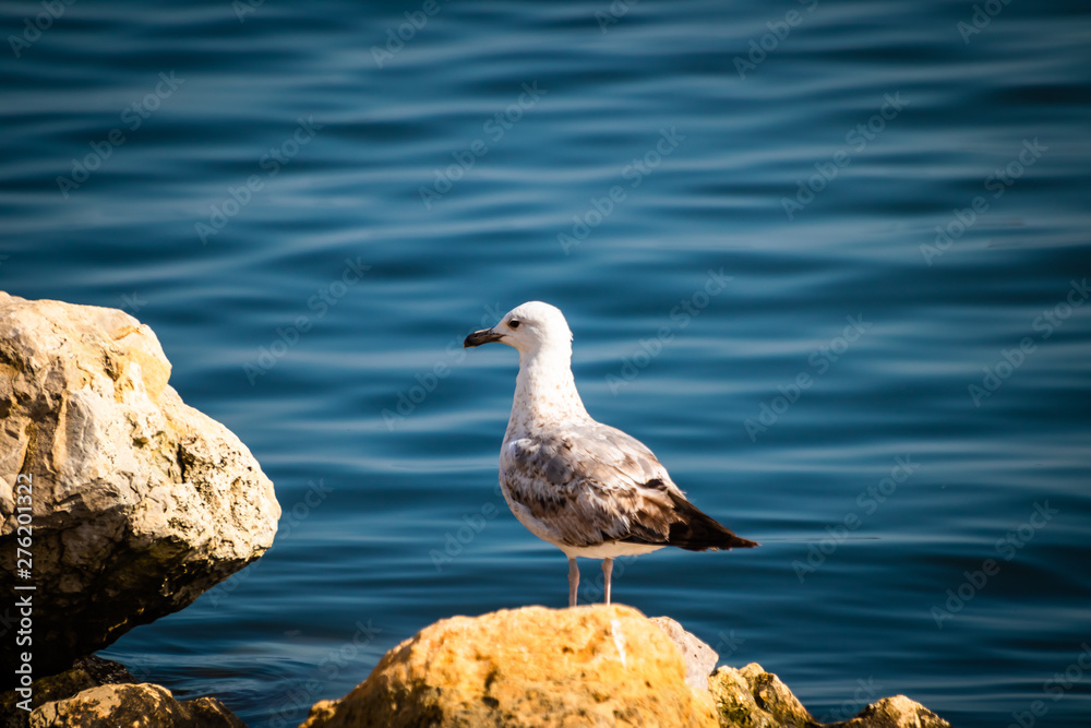Seagull standing on the rock by the sea. Black sea in Constanta, Romania. 