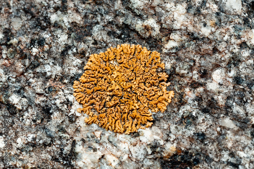 Lichen on the stone.