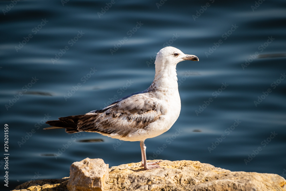 Seagull standing on the rock by the sea. Black sea in Constanta, Romania. Seagull standing on the rock by the sea. Black sea in Constanta, Romania.