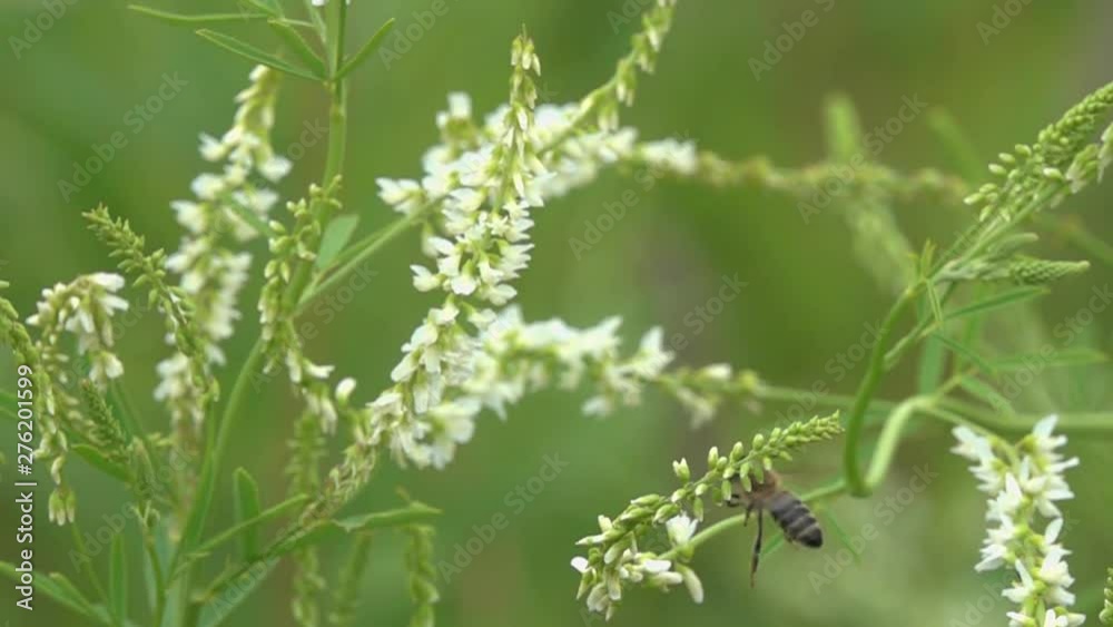 Bee flies among small white flowers close-up, slow motion. Slowed down 16 times Bee flies among small white flowers close-up, slow motion. Slowed down 16 times