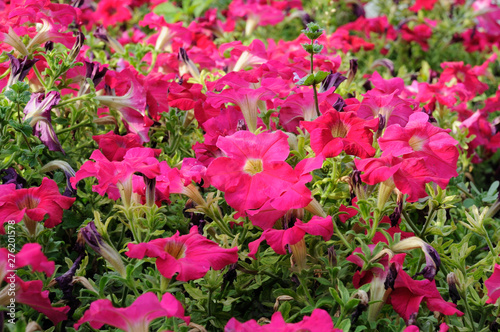 Red and crimson petunia flowers on the background of a green flowerbed in the garden