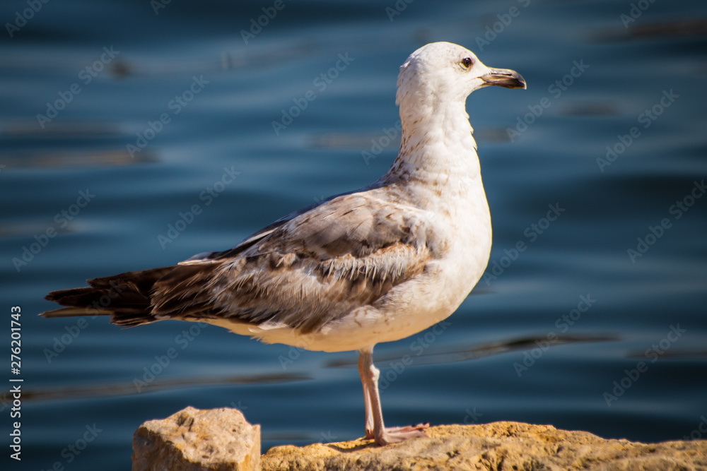 Seagull standing on the rock by the sea. Black sea in Constanta, Romania. Seagull standing on the rock by the sea. Black sea in Constanta, Romania.