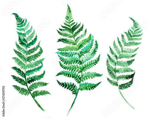 Watercolor artistic handpainted green fern leaves template isolated on white background