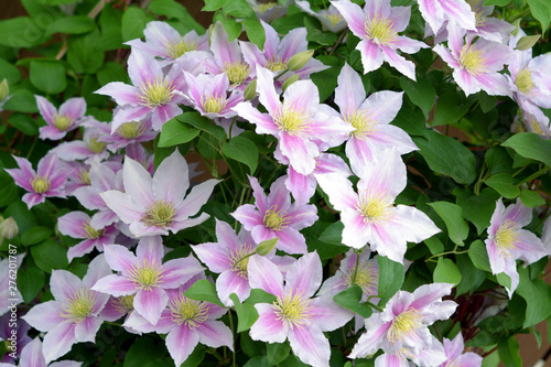 Tableau sur toile Purple clematis