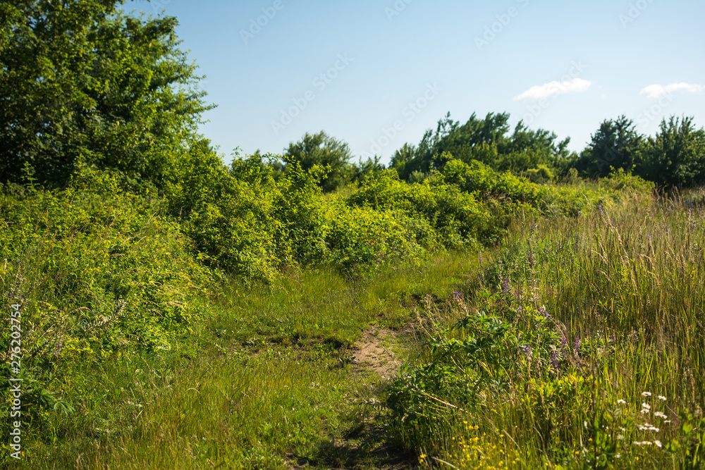 edge of the forest field road