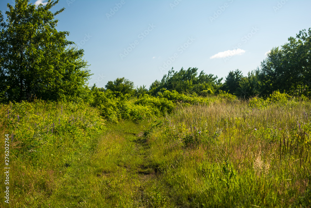 edge of the forest field road