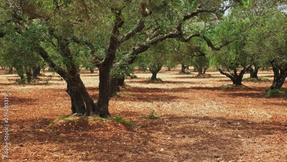 Olive trees (Olea europaea) in Crete, Greece for olive oil production.