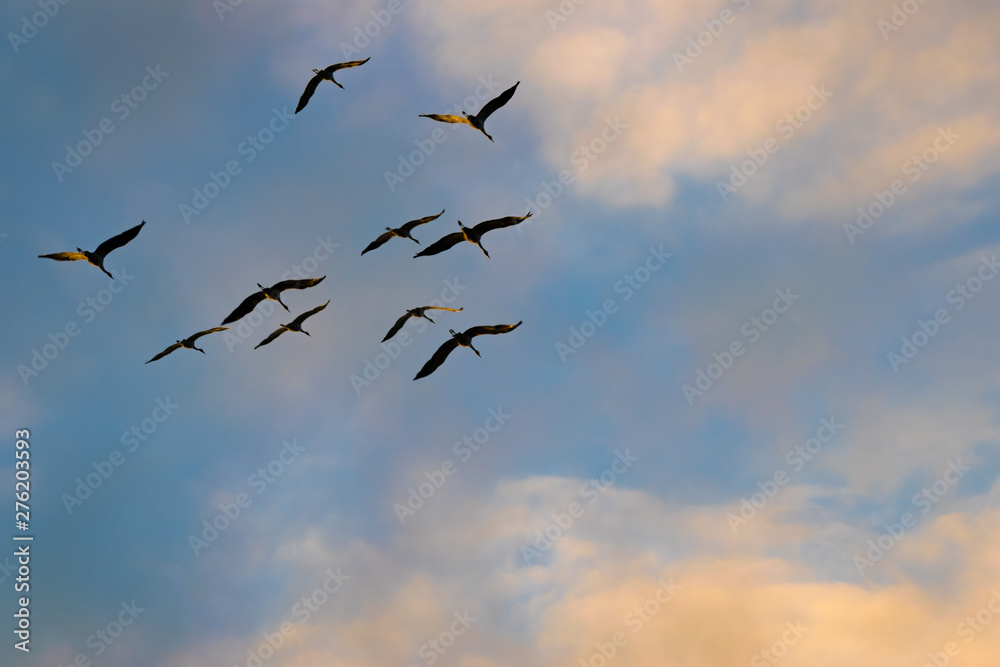 Kraniche fliegen am Himmel im Sonnenuntergang Kraniche fliegen am Himmel im Sonnenuntergang